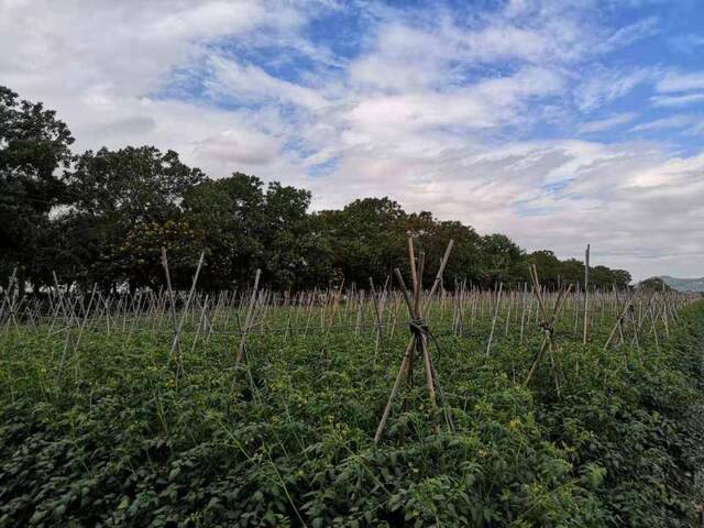 立春时节 海南陵水日产5万斤圣女果 销路却不畅