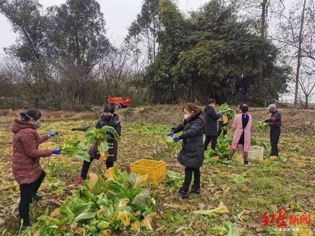 “喂，12345哇，我种了几百斤蔬菜，想捐出去”