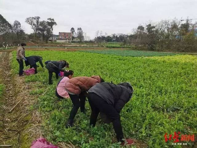 “喂，12345哇，我种了几百斤蔬菜，想捐出去”