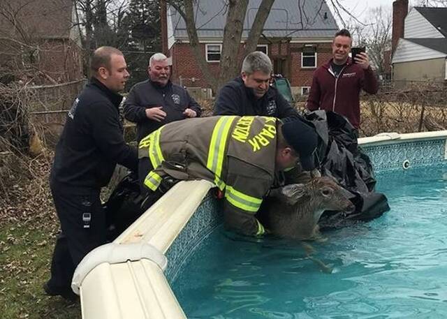 美国俄亥俄州迪尔帕克市小鹿堕泳池游至筋疲力尽消防员成功拯救