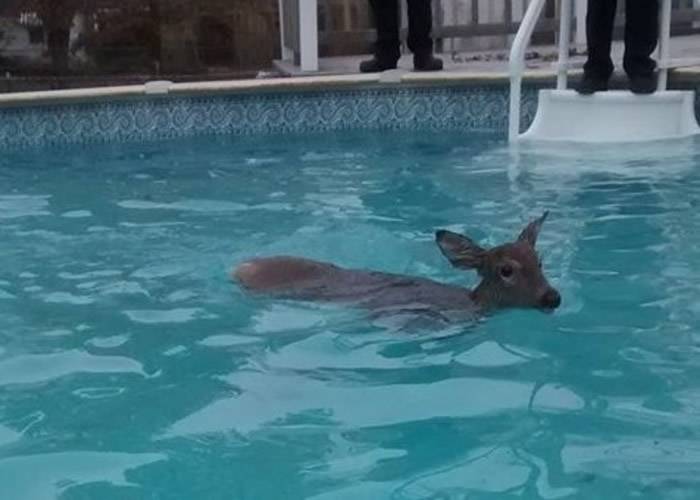 美国俄亥俄州迪尔帕克市小鹿堕泳池游至筋疲力尽消防员成功拯救