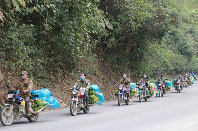 载运香蕉骑着摩托车的村民