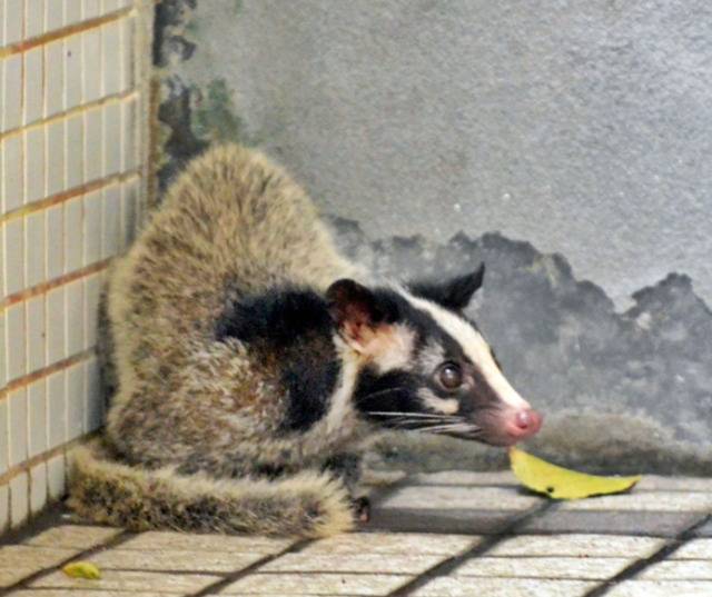 果子狸资料图