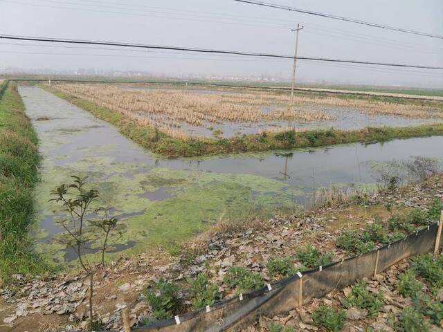 湖北杨渊村：老人戴着口罩干农活 地里白菜让返乡者安心