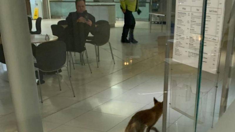 狐狸闯入英国议会大楼。（图：天空新闻网）