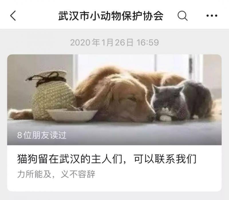 在这场疫情中 有的猫已经“跳楼”了