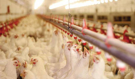 湖北养殖业“围城”:养鸡场日产15万枚鸡蛋难运出