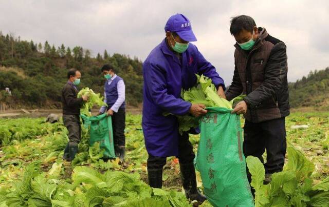 池塘村近20吨扶贫蔬菜面临滞销 企业采购后进行捐赠