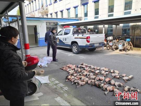 沪警方抓获涉嫌非法狩猎野生动物的犯罪嫌疑人龚某，捣毁仓储窝点2处，现场缴获野鸭、斑鸠等野生动物死体109只。（上海警方供图）