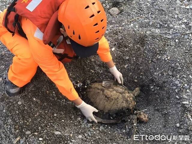 海巡署第六岸巡队第六三岸巡中队人员协助就地掩埋海龟。（图／记者陈昆福翻摄）