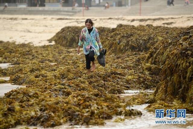 澳大利亚悉尼：大量海藻被冲到海滩堆积如山