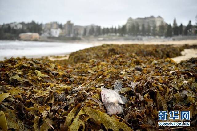 澳大利亚悉尼：大量海藻被冲到海滩堆积如山