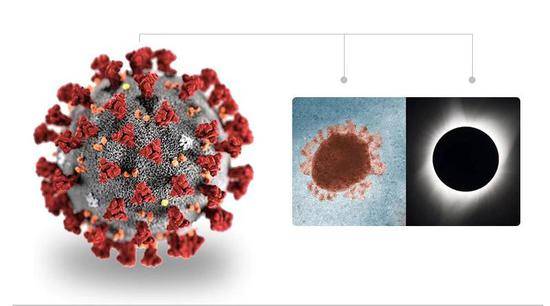  CDC创建的新冠病毒立体模型。