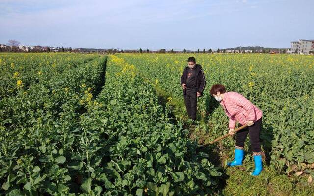 挖沟、排水预防“倒春寒” 双河口村村民护油菜开花