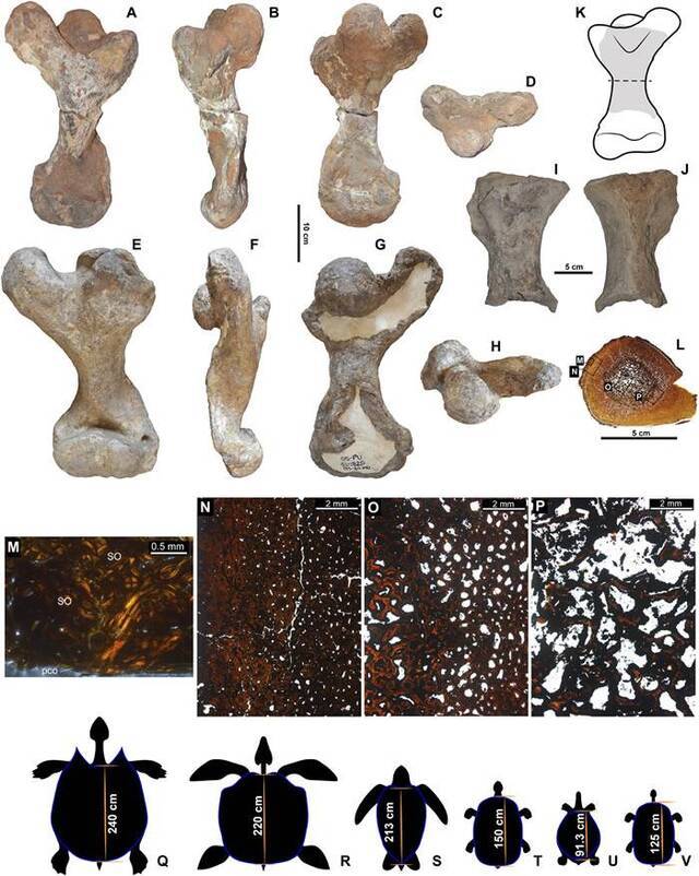 发现龟壳长达3米的巨型“地纹骇龟”化石 500-1000万年前生活在南美洲淡水沼泽地区