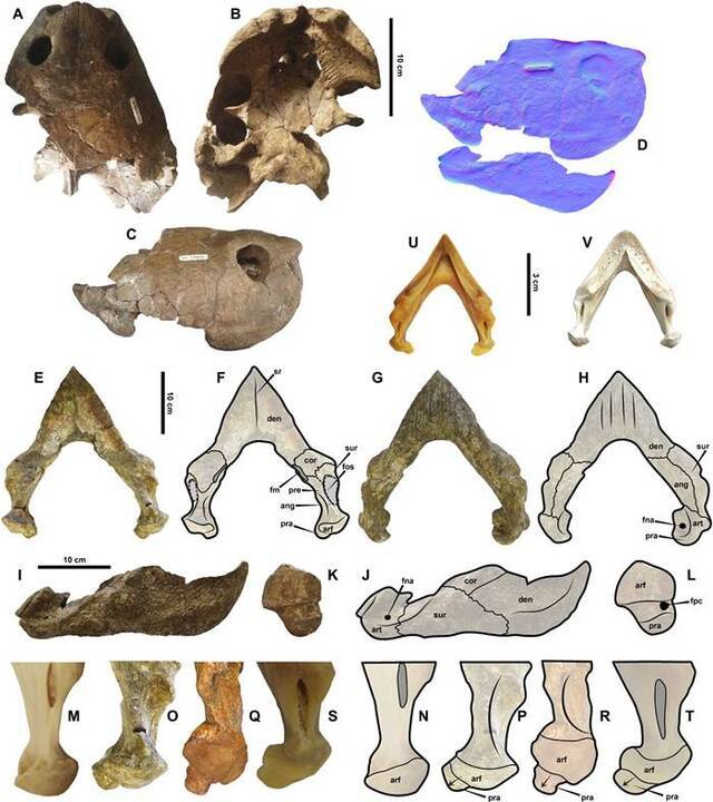 发现龟壳长达3米的巨型“地纹骇龟”化石 500-1000万年前生活在南美洲淡水沼泽地区