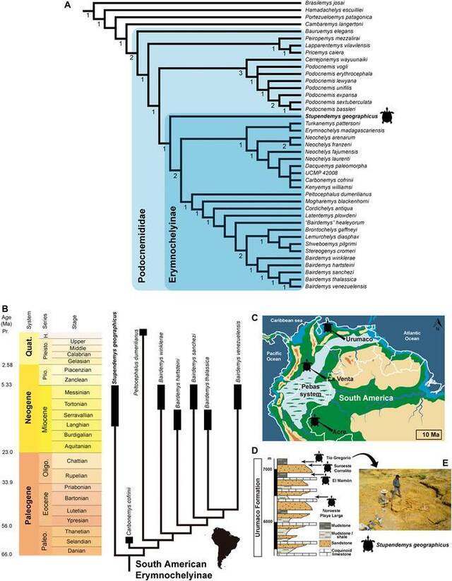 发现龟壳长达3米的巨型“地纹骇龟”化石 500-1000万年前生活在南美洲淡水沼泽地区