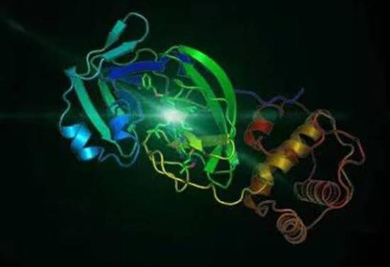 ↑2019-nCoV冠状病毒3CL水解酶（Mpro）的高分率晶体结构。图据中科院上海药物所