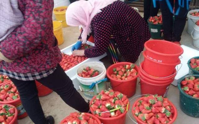 大店镇的草莓已经陆续转色了。受访者供图