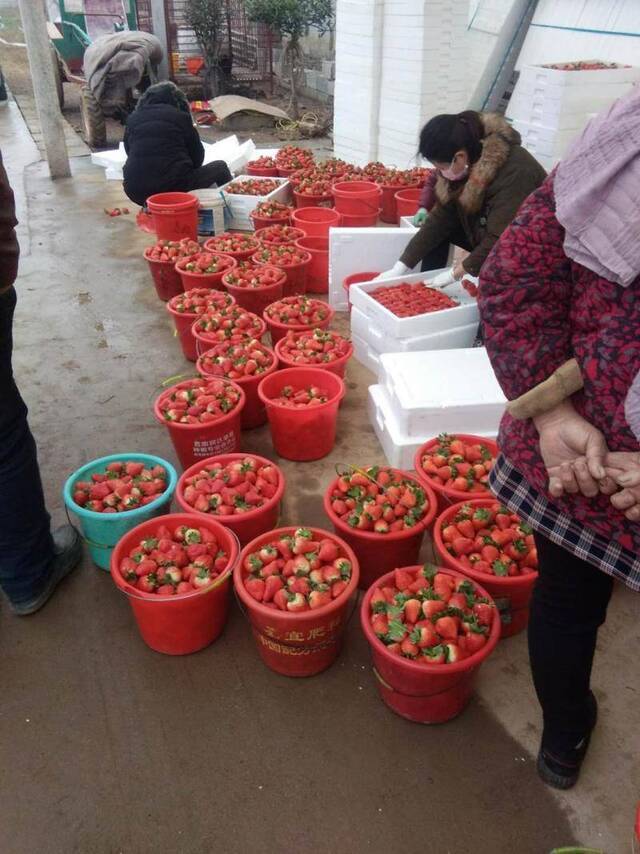 收获的草莓。受访者供图