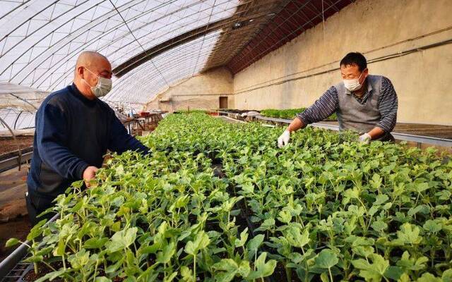 启用太阳能给大棚加温 顺义李桥特菜基地加紧蔬菜供应