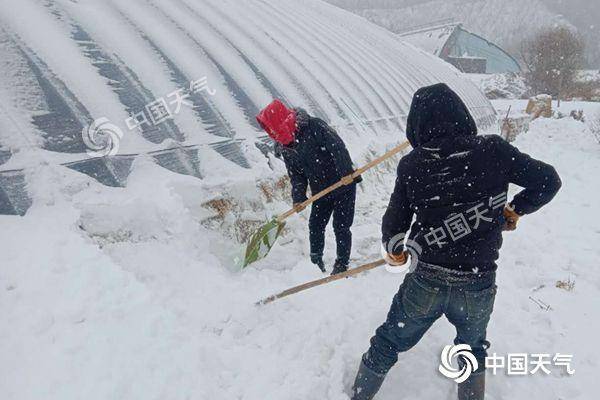  15日，辽宁丹东农户清理大棚积雪。（图/杨鹏）