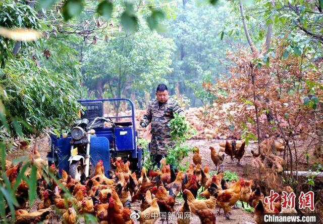 农业农村部：禽流感人间发生率非常低 没必要谈禽色变