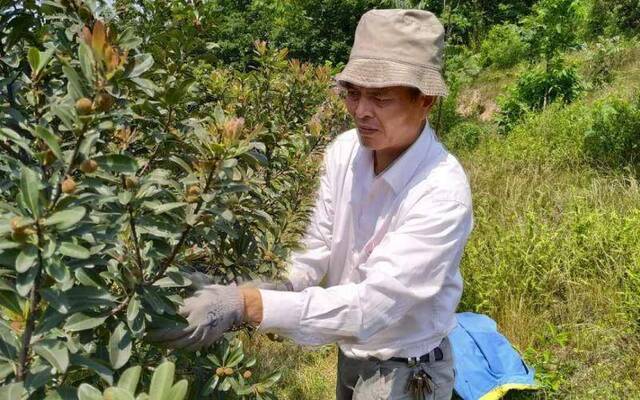 雨水节气杨梅果农忙剪枝 结了果子之后才最怕下雨