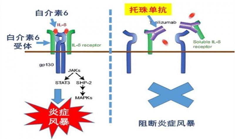 中科大对新冠炎症风暴重要进展：发现阻断药物