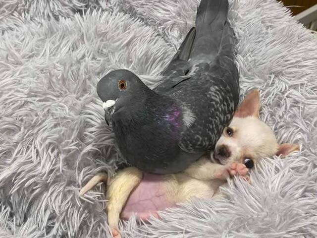 美国纽约州罗切斯特市动物养殖场鸽子和吉娃娃的神仙友谊感动无数网友