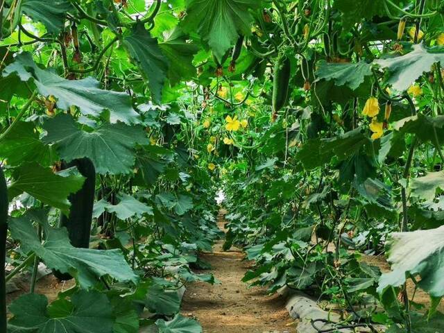 雨水节气 大棚种植户不再“靠天吃饭”