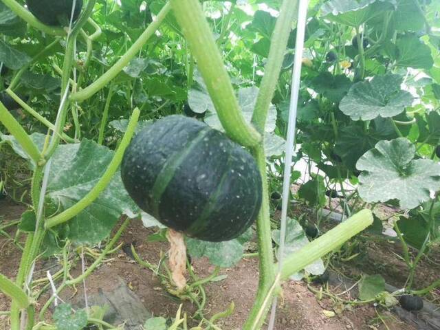 雨水节气 大棚种植户不再“靠天吃饭”