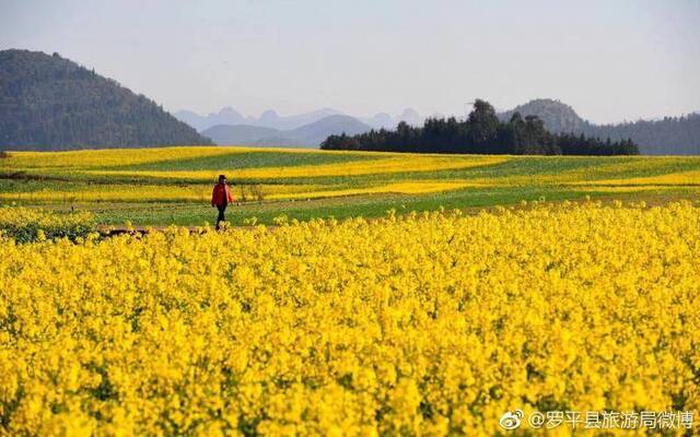 雨水节气忙春耕 云南罗平万亩油菜花田用上无人机