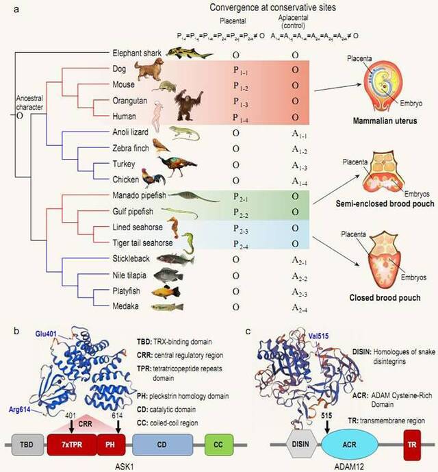 海龙科鱼类与胎生哺乳动物胎盘的趋同进化特征