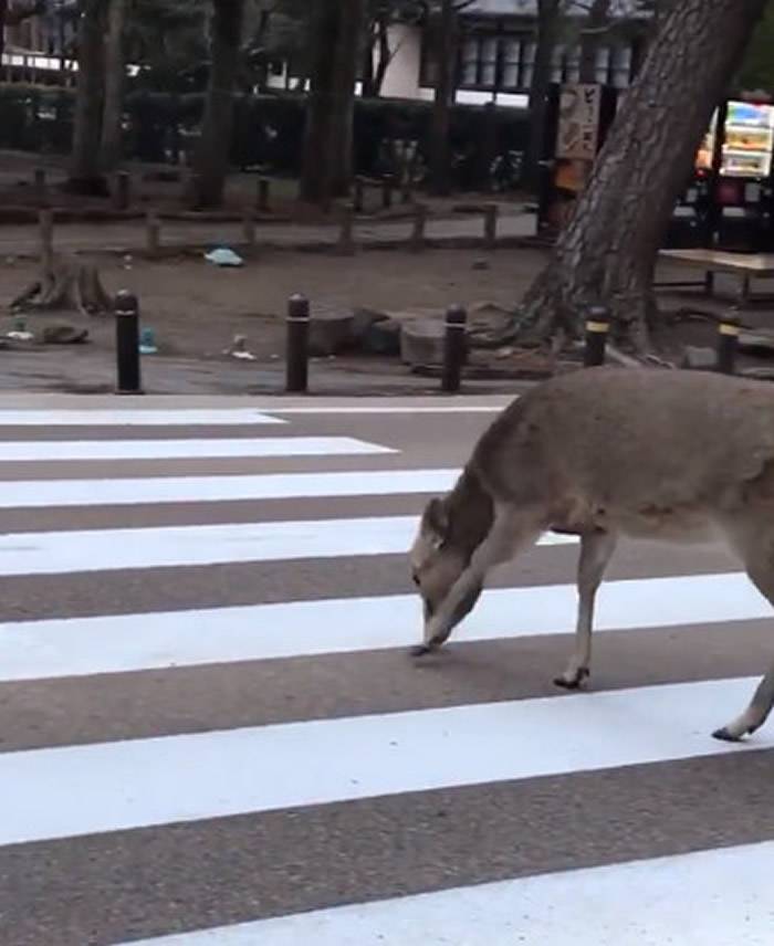 日本奈良鹿等待过马路见车礼让“点头鞠躬”