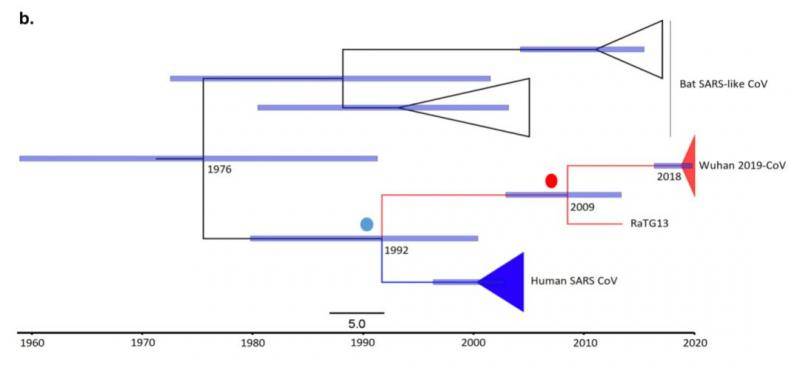 ▲图说：RBD的时间发展谱系，包括RaTG13病毒、3个新冠病毒序列（红色），6个蝙蝠SARS病毒序列（黑色）和9个人类SARS病毒序列（蓝色）。推论表明至少在11年前（以红色圆点突出显示），甚至是在28年前（蓝色圆点）就进行过一次重组的可能情况。