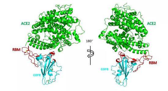 2019-nCoV RBD-ACE2复合物晶体结构