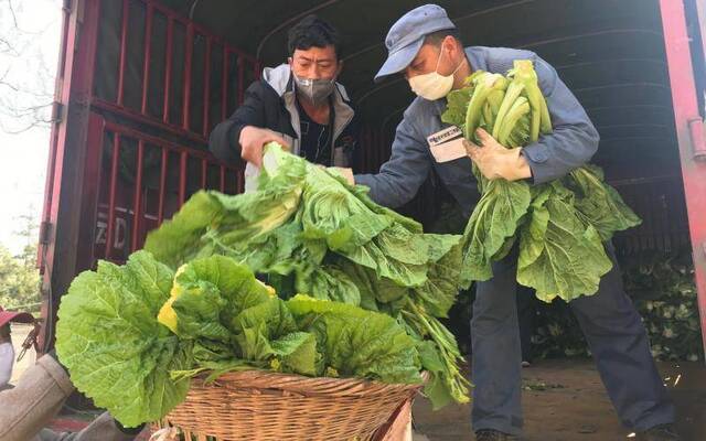 计划捐10吨 云南梨树坪村村民收了17吨菜支援湖北