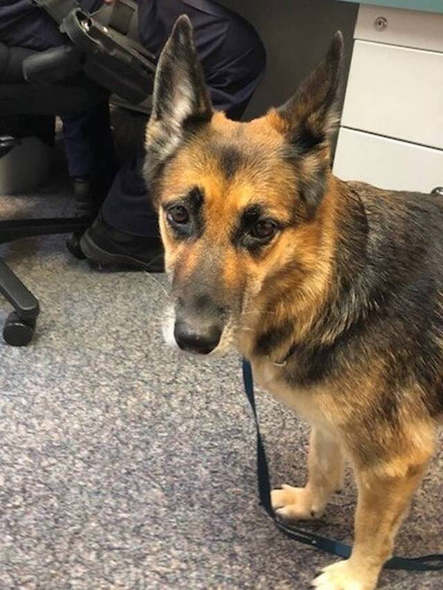 澳洲昆士兰男子小船失去动力在海中漂流德国牧羊犬为救主带着油箱跳入水中游了11小时