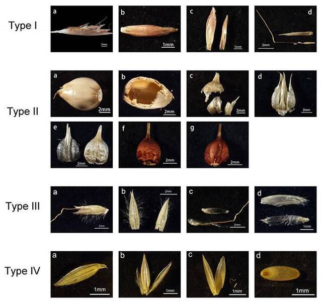 不同类型的小穗及其苞片(葛勇供图)