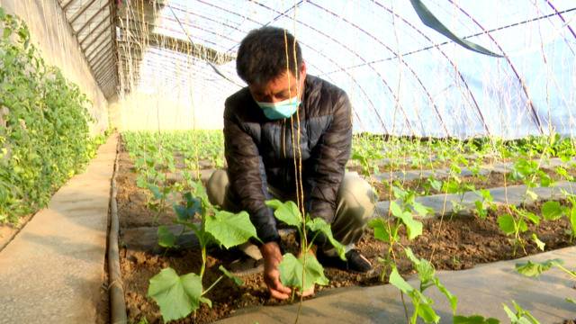 老口味西红柿即将上市 平谷夏各庄防疫春耕两不误