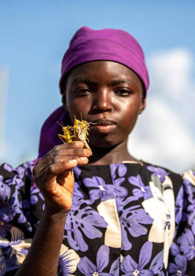 2月20日，在肯尼亚基图伊，当地女孩展示她抓到的蝗虫。新华社记者张宇摄