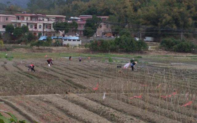 广东河台“开耕节”庆典停办 各村仍育苗备耕抓紧生产