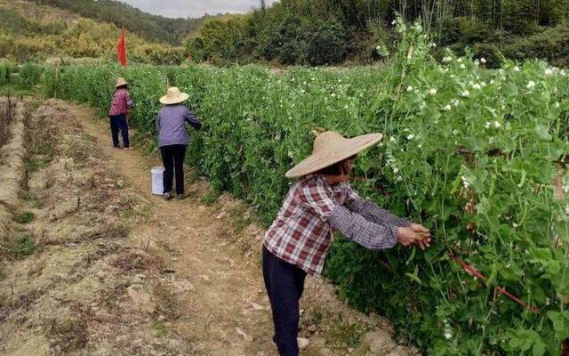 广东河台“开耕节”庆典停办 各村仍育苗备耕抓紧生产