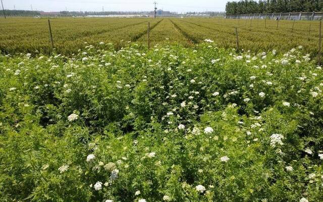 春耕季节 农业专家支招多种病虫害防治策略