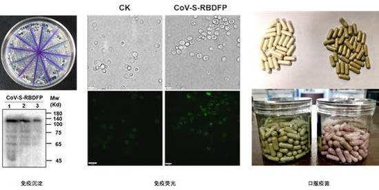 图2COVID-19病毒RBD-FP域酵母疫苗株筛选及其口服制剂