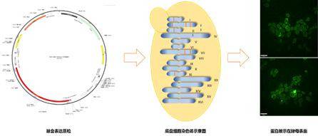 图1疫苗菌株构建及筛选方案