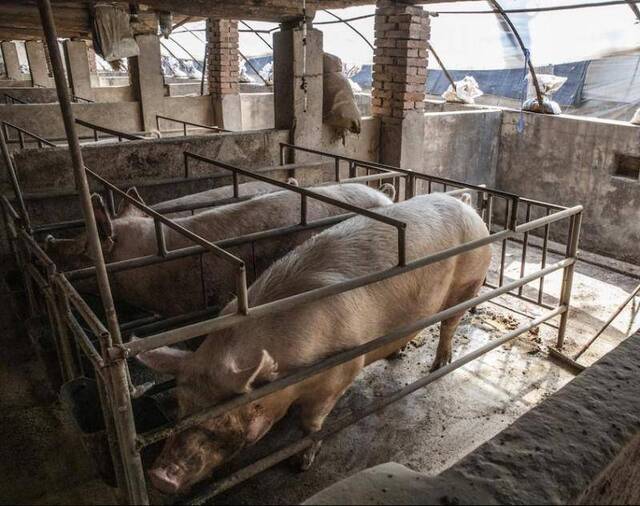 △受猪瘟影响的当地养殖场（图片来源于网络）
