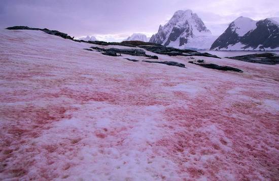 南极出现西瓜雪 科学家:不浪漫还可能很危险(图)