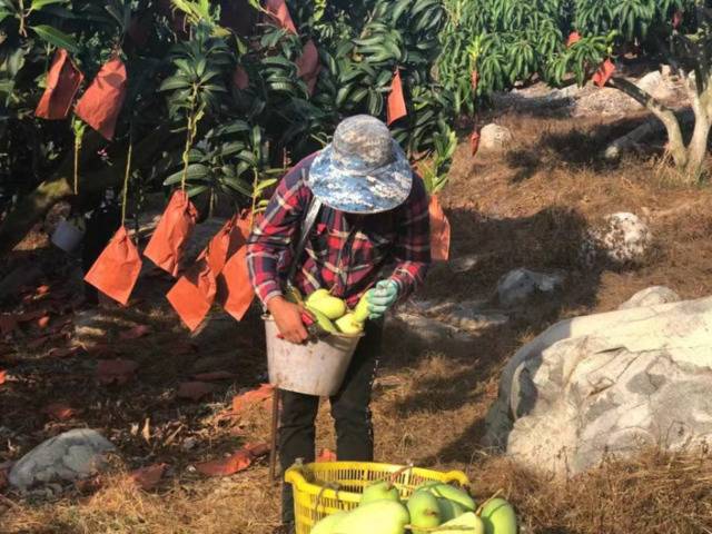 百果园助农行动，缓解果农水果滞销难题